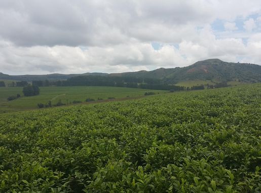 Fayil:The Mambilla Plateau Highland Tea Farm, Nigeria 05.jpg - Wikipedia