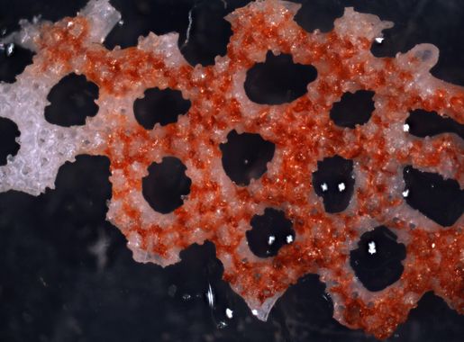 Fil:Triphyllozoon nr. mucronatum (YPM IZ 089318).jpeg – Wikipedia