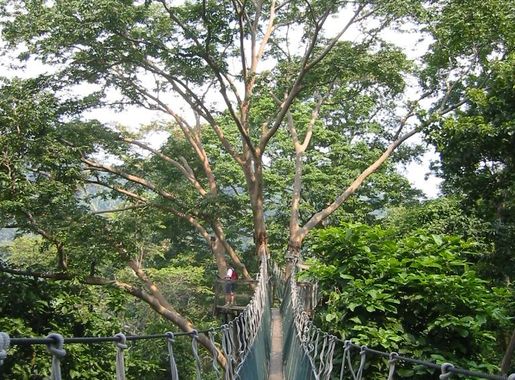 File:FRIM Canopy Walk.JPG - Wikimedia Commons