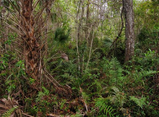 File:Fakahatchee Strand Preserve.jpg - Wikimedia Commons