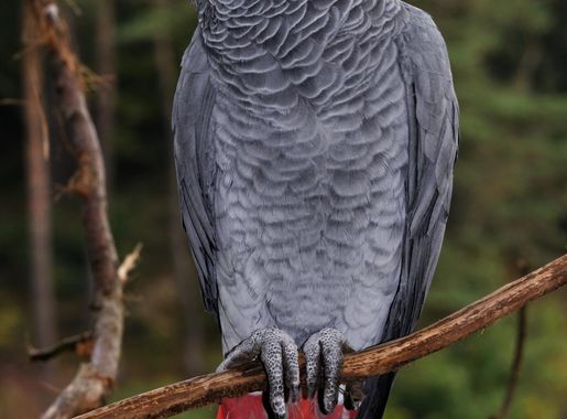 Banyang-Mbo-Naturschutzreservat – Wikipedia