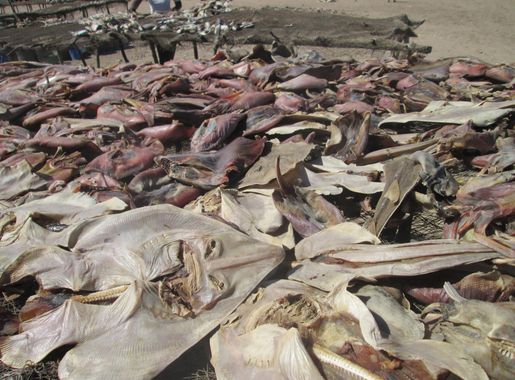 File:Poissons séchés près de Palmarin au Sénégal 1.JPG - Wikimedia Commons