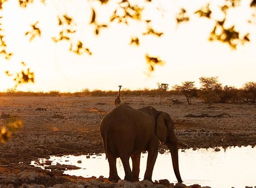 File:Framed Elephant (227105461).jpeg - Wikimedia Commons