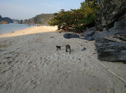 File:Monkeys on Monkey Island, Cat Ba.jpg - Wikimedia Commons
