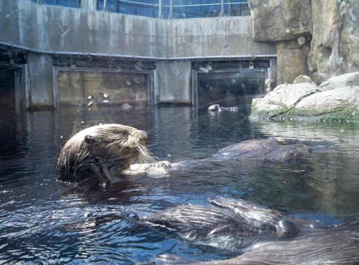 File:Sea Otter Aquarium Monterey.JPG - Wikimedia Commons