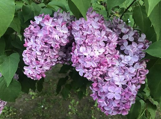 File:Syringa vulgaris in Sapporo 20230520-2.jpg - Wikimedia Commons
