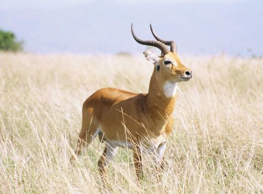 List of mammals of the Central African Republic - Wikipedia