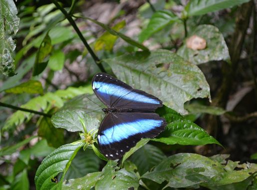 File:Mariposa Madidi 6.jpg - Wikimedia Commons