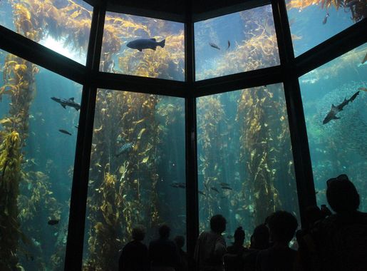 File:Kelp Forest exhibit full main viewing window at Monterey Bay Aquarium.jpg  - Wikipedia