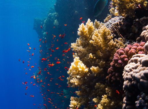 File:Red Sea Corals (223656591).jpeg - Wikimedia Commons