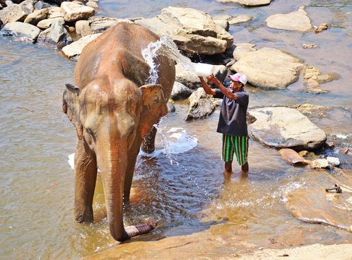 Free Images : wildlife, bath, sri lanka, ceylon, cattle like mammal,  pinnawala, maha oya river, elephant orphanage 1920x1280 - - 1344217 - Free  stock photos - PxHere