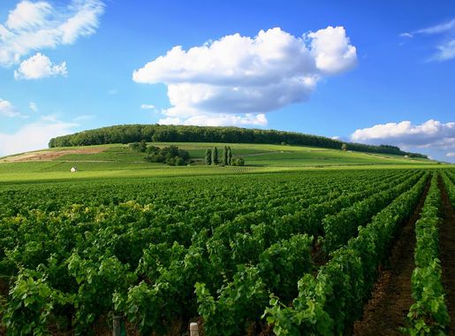 File:Weinberg Cote de Nuits.jpg - Wikipedia