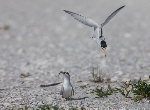 File:Least Terns, Tigertail Beach, Florida (13910043534).jpg - Wikimedia  Commons