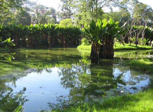 File:Taro - Tsimbazaza Zoo.jpg - Wikimedia Commons