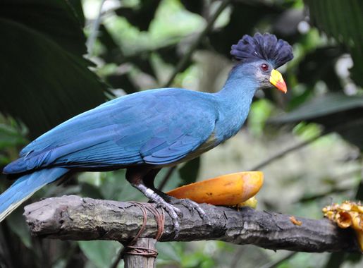 File:Corythaeola cristata -Jurong Bird Park, Singapore-8a.jpg - Wikipedia