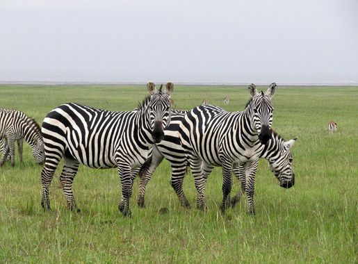 File:Zebras in Lake Nakuru National Park.JPG - Wikimedia Commons