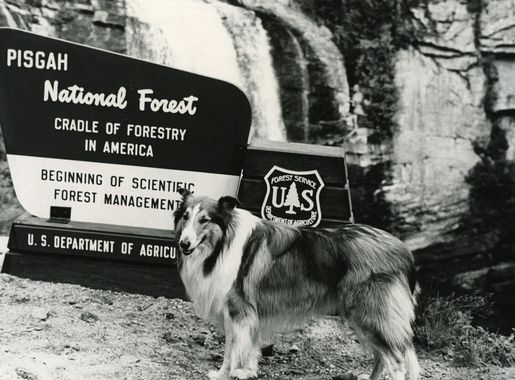 File:Lassie at looking glass falls.jpg - Wikimedia Commons