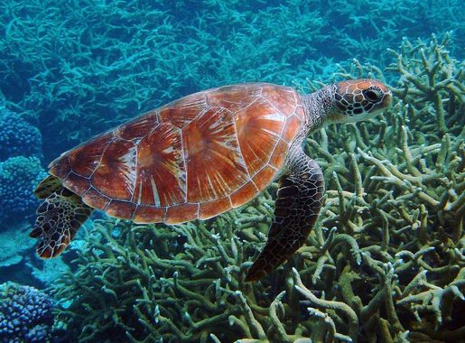 File:Green turtle Palmyra Atoll National Wildlife Refuge.jpg - Wikipedia
