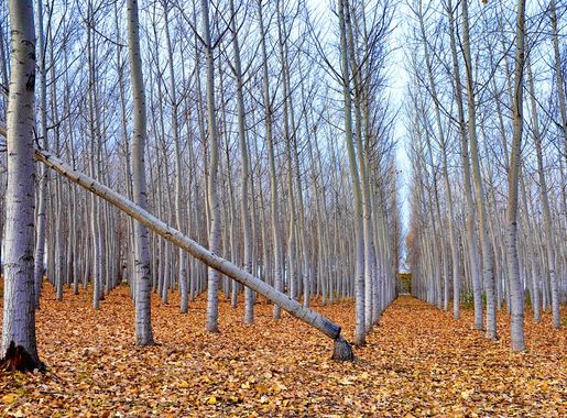 File:Idaho tree farm.jpg - Wikimedia Commons