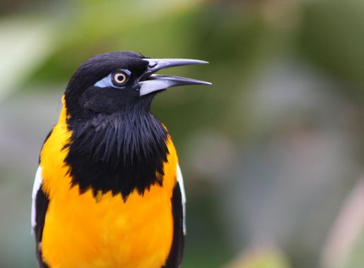 File:Puerto Rican Troupial, Icterus icterus, Venezuelan Troupial; Mayaguez  zoo aviary, Puerto Rico; orioles and blackbirds.JPG - Wikimedia Commons