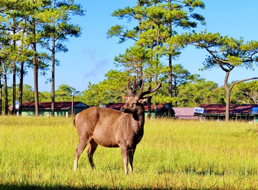 File:10th place- Deer on Phu Kradueng National Park, Thailand.JPG -  Wikimedia Commons