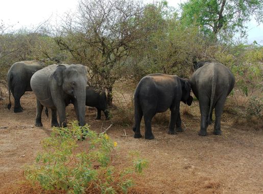 File:Elephant Herd Yala National Park.jpg - Wikimedia Commons