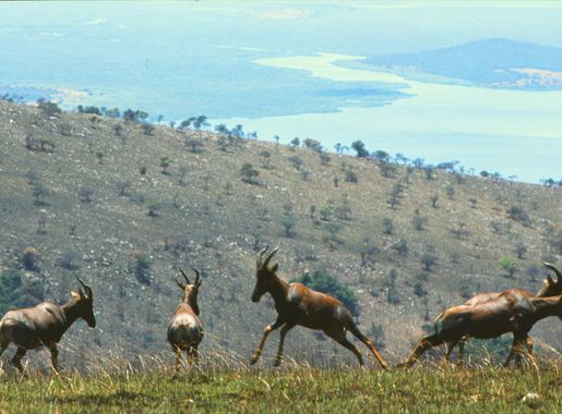 File:Topi in Akagera National Park.jpg - Wikipedia