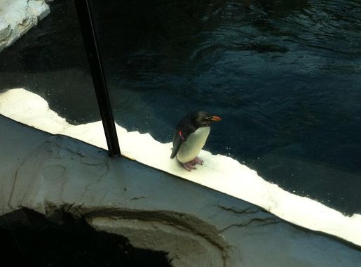 File:Pinguin at Odense ZOO.JPG - Wikimedia Commons