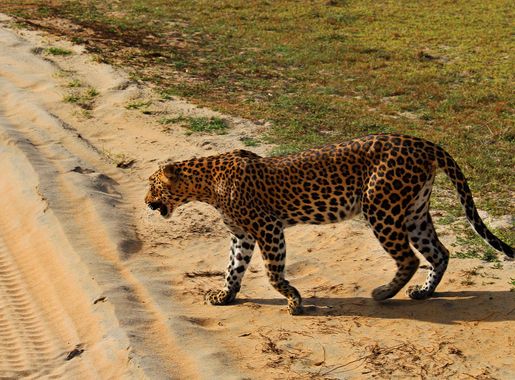File:Leopardess elegantly crossing the road.jpg - Wikimedia Commons