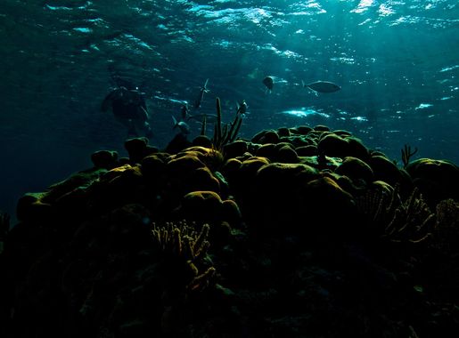 File:Coral Reef, Goff's Caye.jpg - Wikimedia Commons