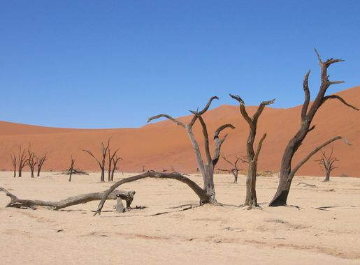 File:Baumgruppe Deadvlei Sossusvlei.JPG - Wikimedia Commons