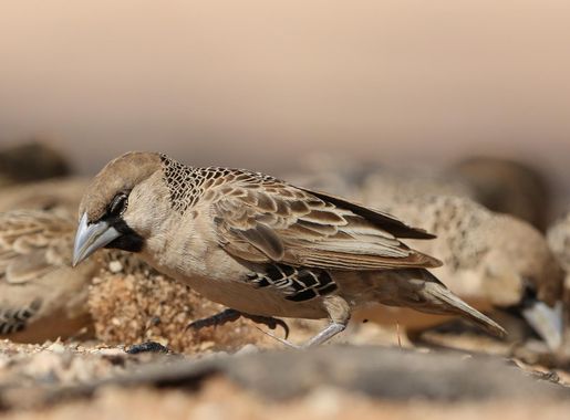 File:Sociable weaver, Philetairus socius, at Kgalagadi Transfrontier Park,  Northern Cape, South Africa (45424903004).jpg - Wikimedia Commons
