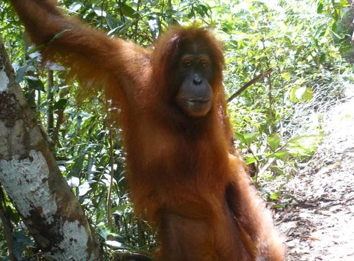 File:Orang Utan in Bukit Lawang (Indonesia).jpg - Wikimedia Commons