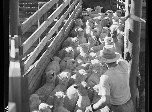 Arthur Rothstein | Public Domain Vintage Photographs - rawpixel