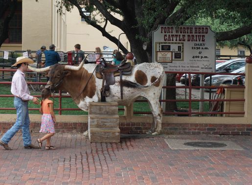 File:Fort Worth Stockyards June 2016 19 (Fort Worth Herd Cattle Drive).jpg  - Wikimedia Commons