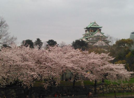 File:Cherry Blossoms of Osakajo Castle (3).jpg - Wikimedia Commons
