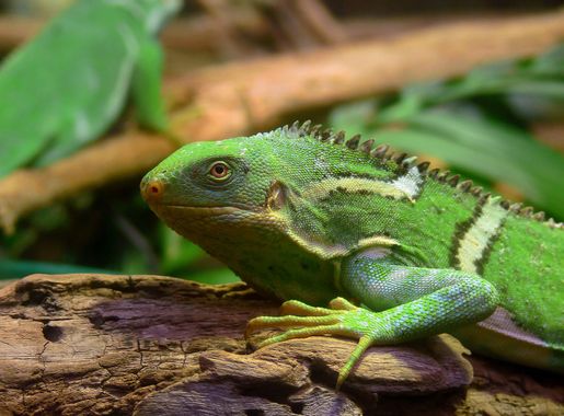 The Blue Lagoon (1980 film) - Wikipedia