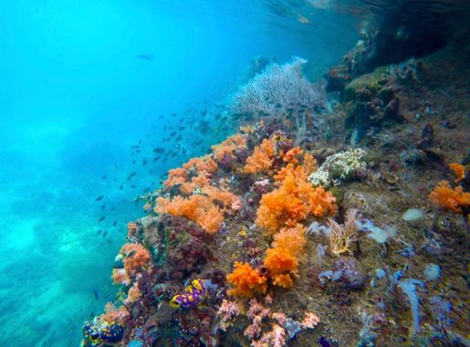File:Corals between Gam and Waigeo, Raja Ampat.jpg - Wikimedia Commons