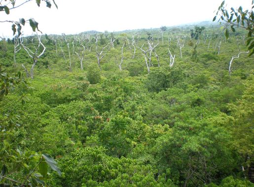 File:View from the top, Falealupo Rainforest canopy walkway, Savaii, Samoa  2009.JPG - Wikimedia Commons
