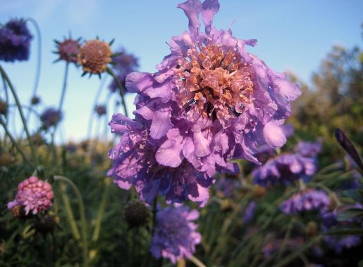 File:Alabama Huntsville Botanical Garden Flower Madison County.jpg -  Wikimedia Commons
