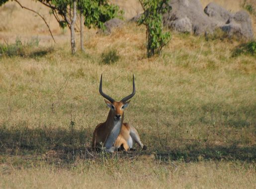 File:Lechwe in Moremi Game Reserve - Botswana - panoramio.jpg - Wikimedia  Commons