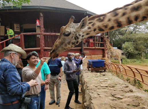 File:Girrafe Centre Kenya Nairobi.jpg - Wikimedia Commons