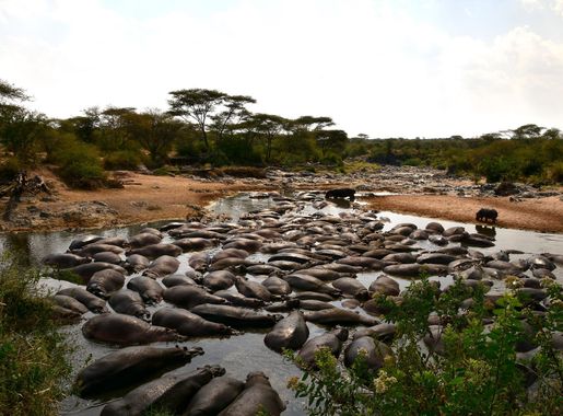 File:Retina Hippo Pool in the Serengeti (13) (28627083115).jpg - Wikimedia  Commons
