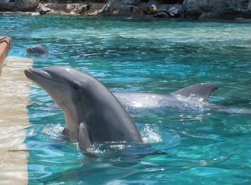 File:SeaWorld Orlando Dolphins.JPG - Wikimedia Commons
