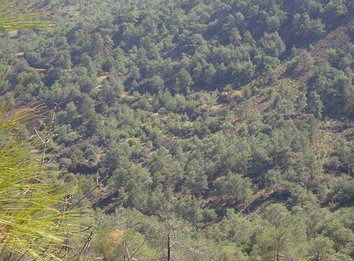 File:View of Cyprus countryside in Troodos Mountains.jpg - Wikimedia Commons