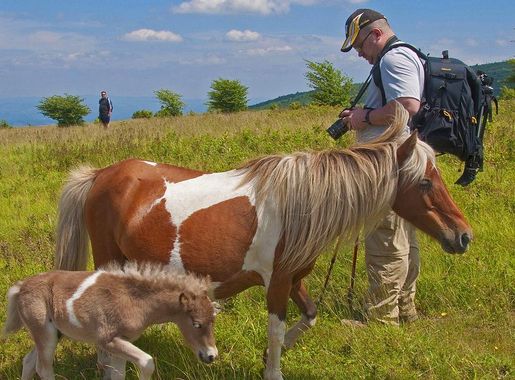 File:Wild Ponies at Grayson Highlands State Park (7494977530) (2).jpg -  Wikimedia Commons