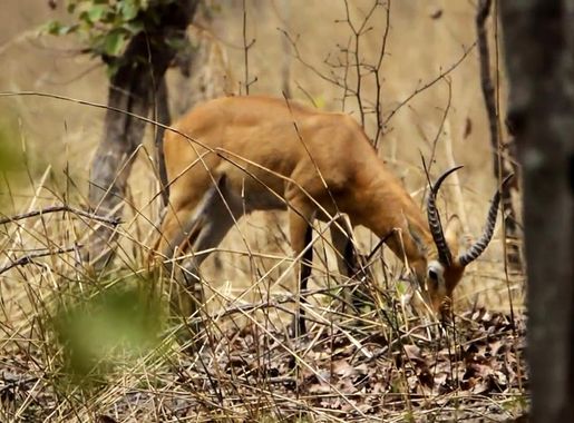 Fichier:Benoue National park antelope.jpg — Wikipédia