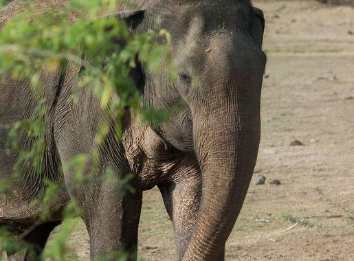 File:Elephant sighting in Bundala.jpg - Wikimedia Commons