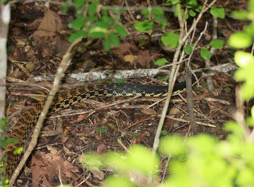 File:Giant Madagascan Hognose Snake in dry leaf litter at Kirindy Forest  Reserve, April 2012, Leioheterodon madagascariensis.jpg - Wikimedia Commons