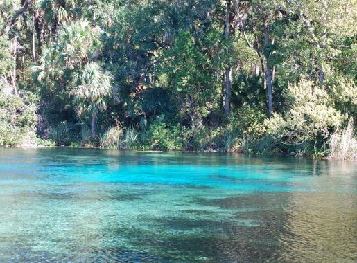 File:Florida Black Bear Scenic Byway - Alexander Springs, Shallows and Vent  Area - NARA - 7718408.jpg - Wikimedia Commons